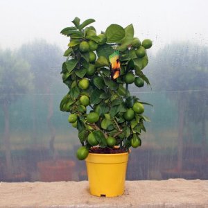 Citrus Meyeri